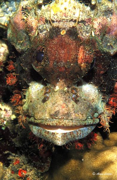 Poisson scorpion T07-01  2007 Alain LITZLER.jpg -   >  Voir la fiche   